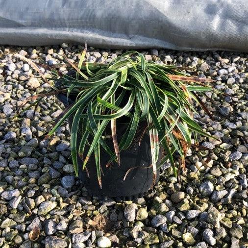 Liriope muscari - Variegated Lily Turf