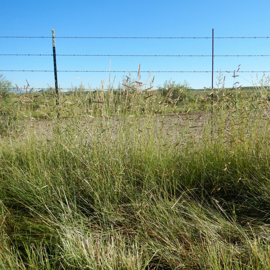 Bouteloua gracilis - Blue Grama, Mosquito Grass