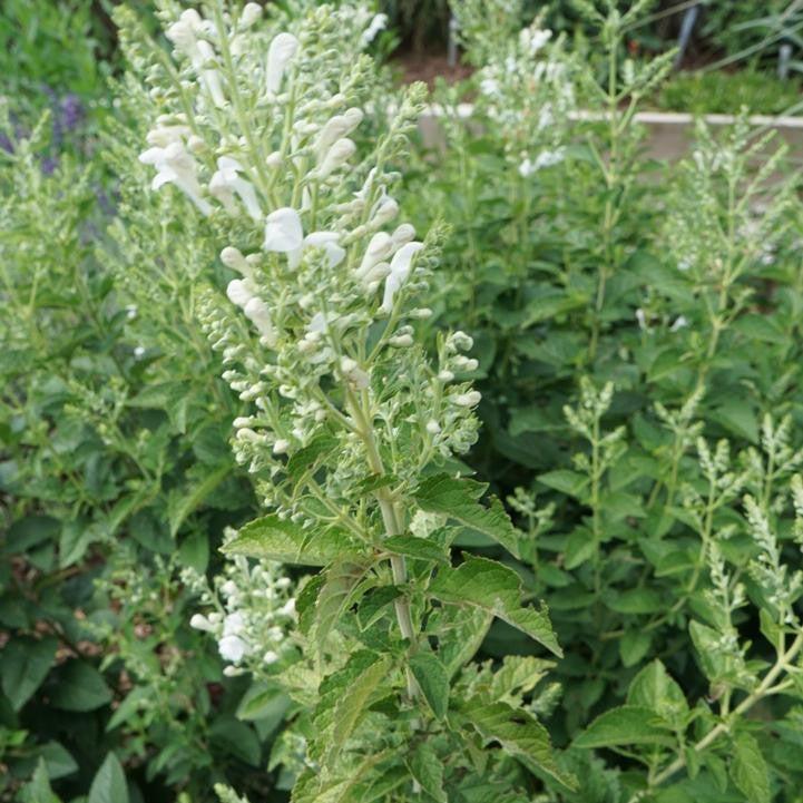 Scutellaria incana - Prairie Snow Downy Skullcap