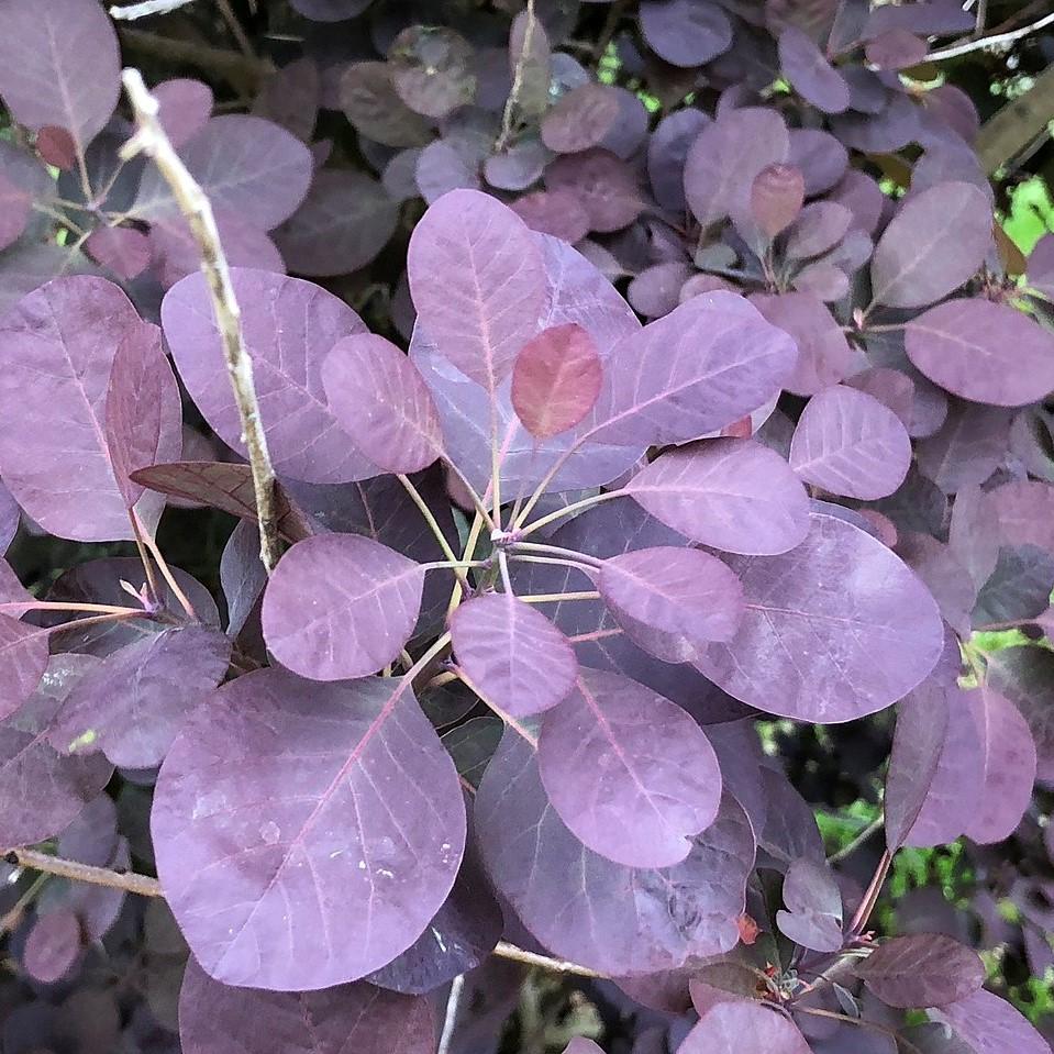Cotinus coggygria - Royal Purple Smoke Tree