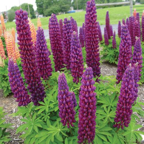 Lupinus polyphyllus - Westcountry™ Masterpiece Lupine