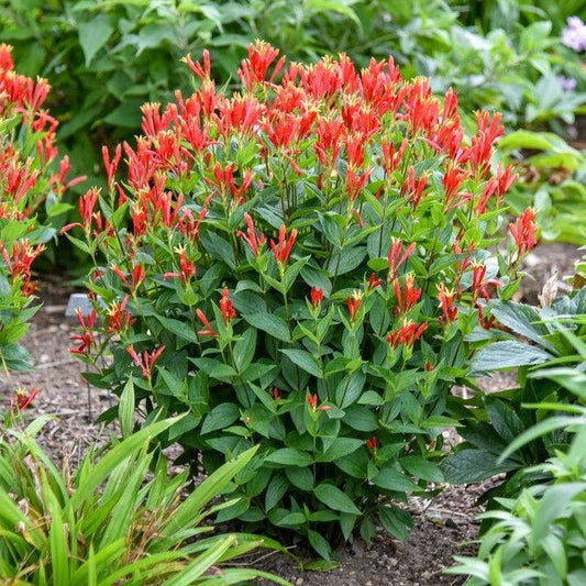 Spigelia marilandica - Orange Slices Indian Pink