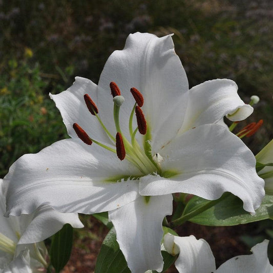 Lilium - Casa Blanca Oriental Lily