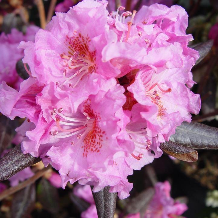 Rhododendron x - Midnight Ruby Rhododendron