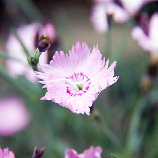 Dianthus - Bath's Pink Dianthus