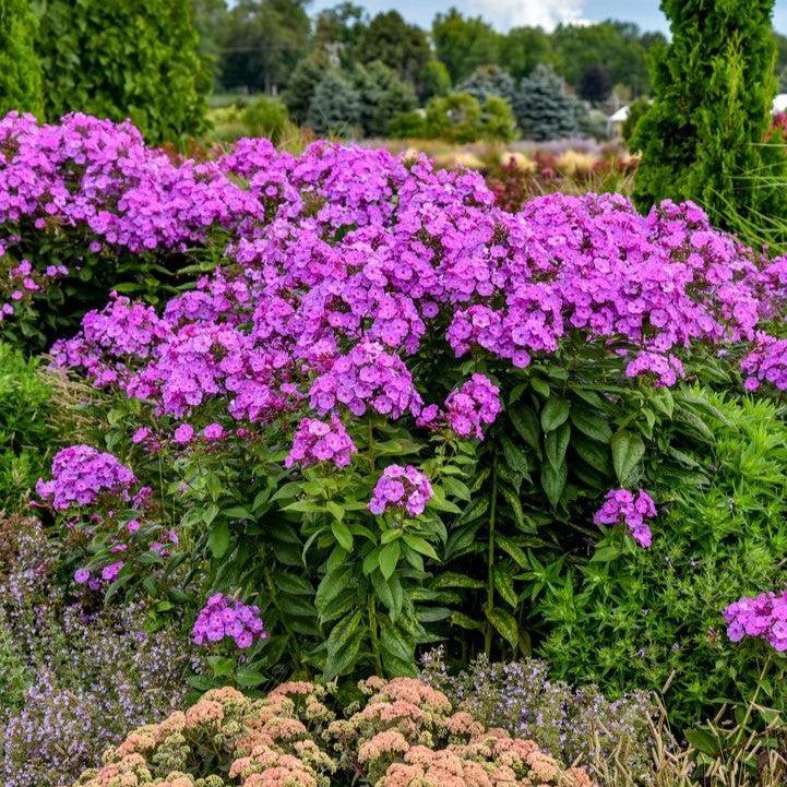 Phlox paniculata - Luminary® Evening Glow Phlox