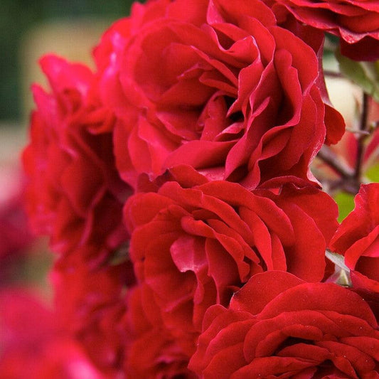 Rosa - True Love™ Rose