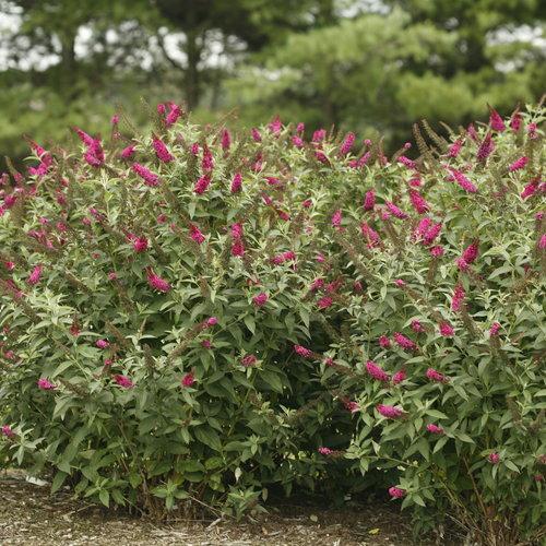 Buddleia - Miss Molly Butterfly Bush