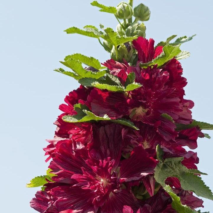 Alcea rosea - Spring Celebrities™ Crimson Hollyhock