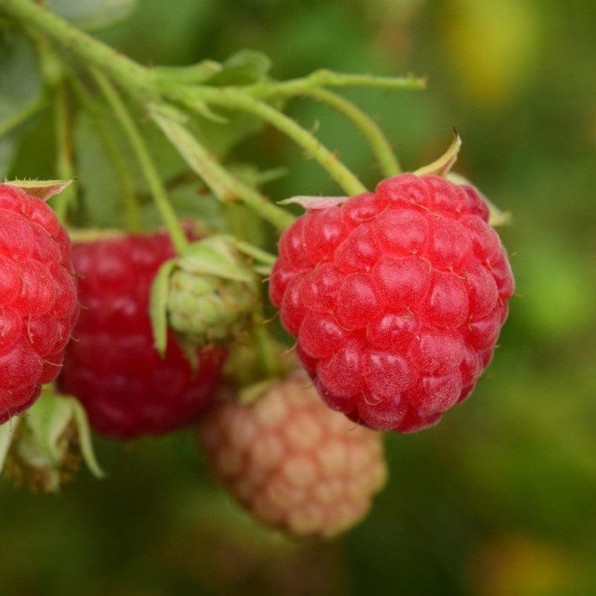 Rubus idaeus - Meeker Raspberry