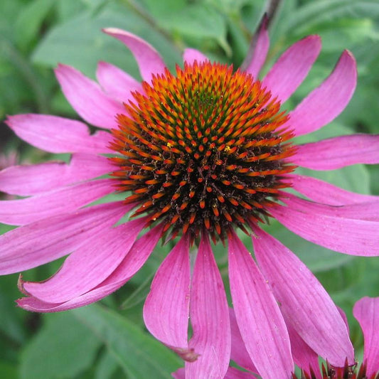 Echinacea purpurea - Purple Coneflower