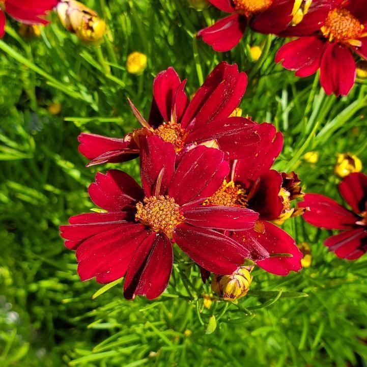 Coreopsis verticillata - Permathreads™ Red Satin Coreopsis