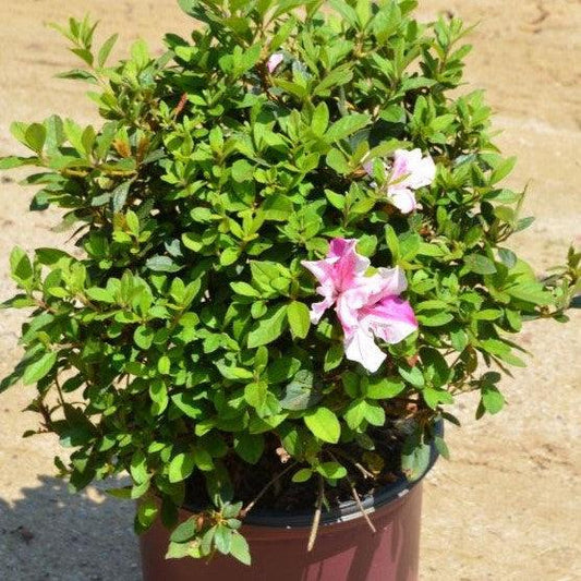 Encore® Autumn Twist™ Azalea