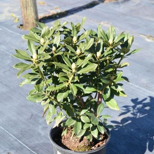 Rhododendron 'Nova Zembla'