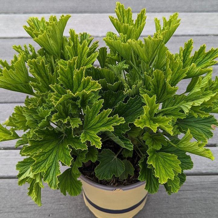 Pelargonium x - Orange Fizz Scented Geranium