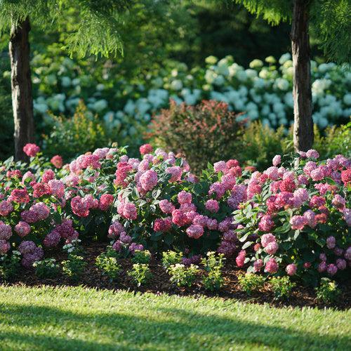 Hydrangea arborescens - Invincibelle® Ruby Hydrangea