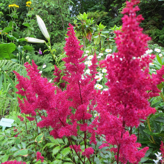 Astilbe japonica - Montgomery Japanese Astilbe