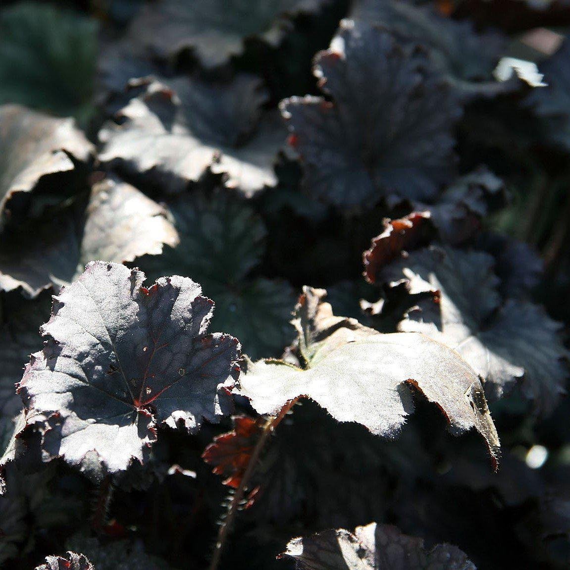 Heuchera x - Frosted Violet Coral Bells