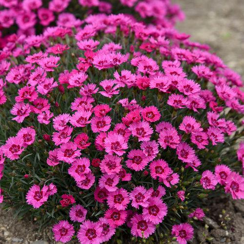 Dianthus - Paint the Town Fancy Dianthus