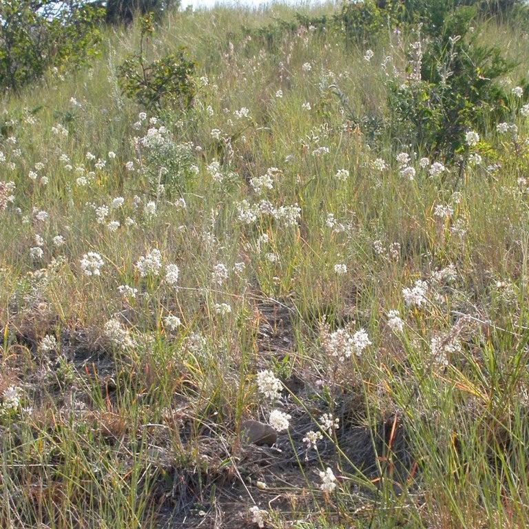 Allium cernuum - Nodding Onion
