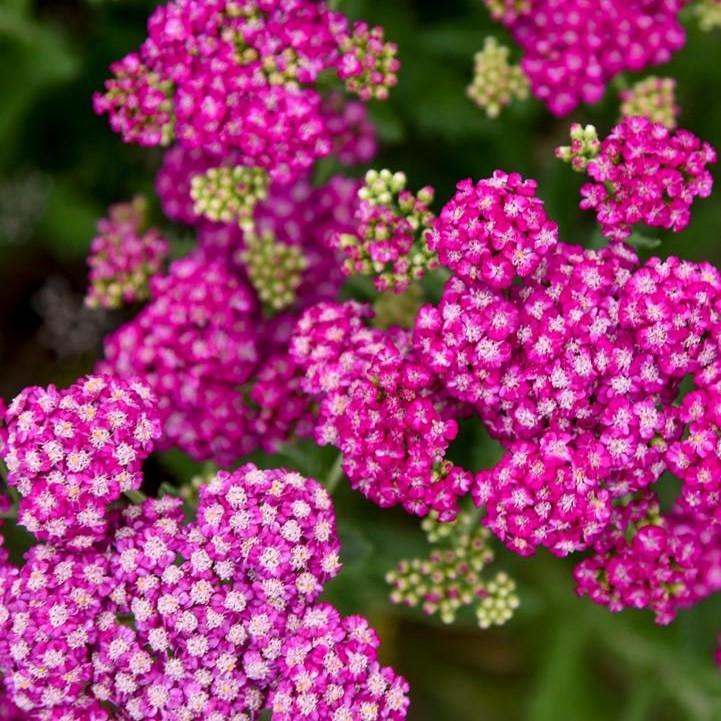 Achillea ’Firefly Fuchsia’ - PW® Firefly Fuchsia Yarrow
