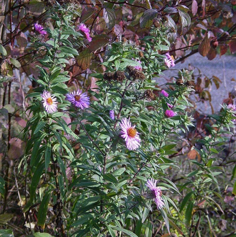 Aster novi-belgii - New York Aster