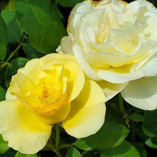 Rosa - Easy Elegance® High Voltage Rose