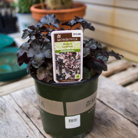 Heuchera - Blackout Coral Bells