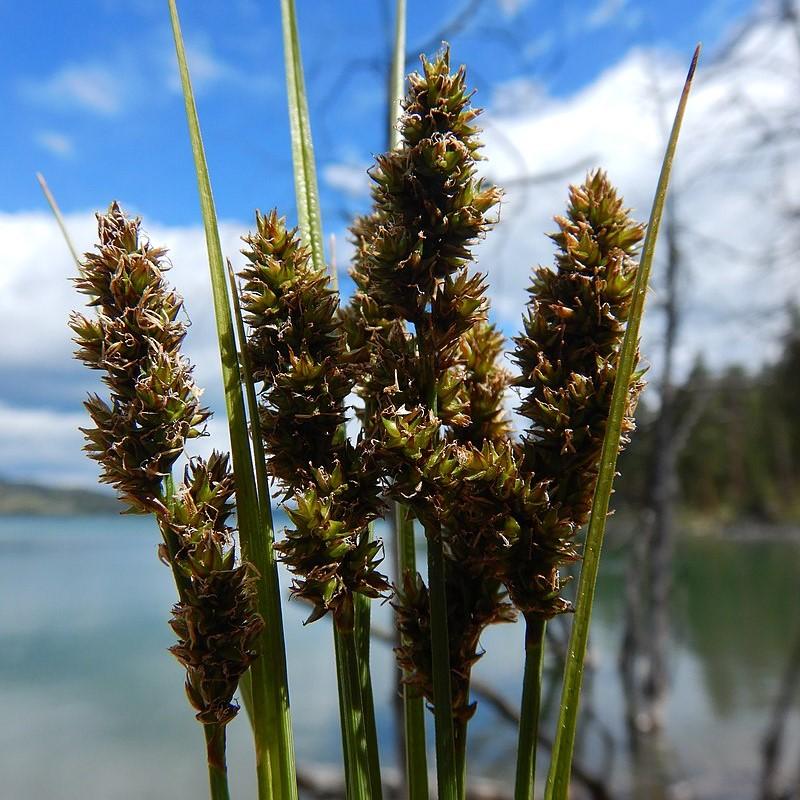 Carex vulpinoidea - Fox Sedge