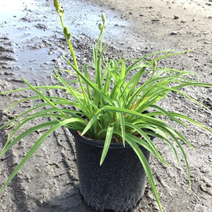 Hemerocallis - Stella de Oro Daylily