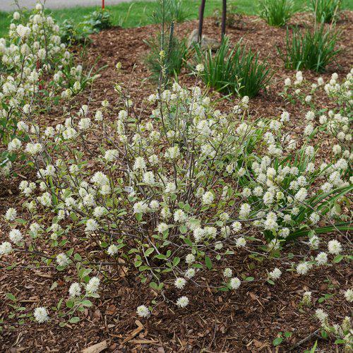 Fothergilla x intermedia - Legend of the Small® Fothergilla