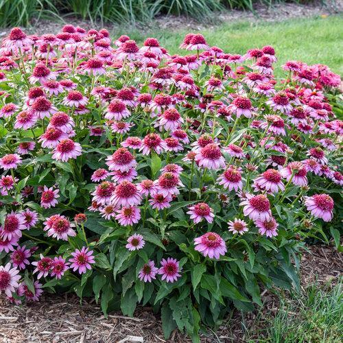 Echinacea - Double Coded® Everything's Rosy Echinacea