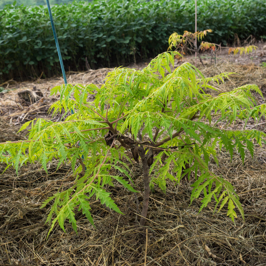 Rhus typhina - First Editions® Tiger Eyes Staghorn Sumac