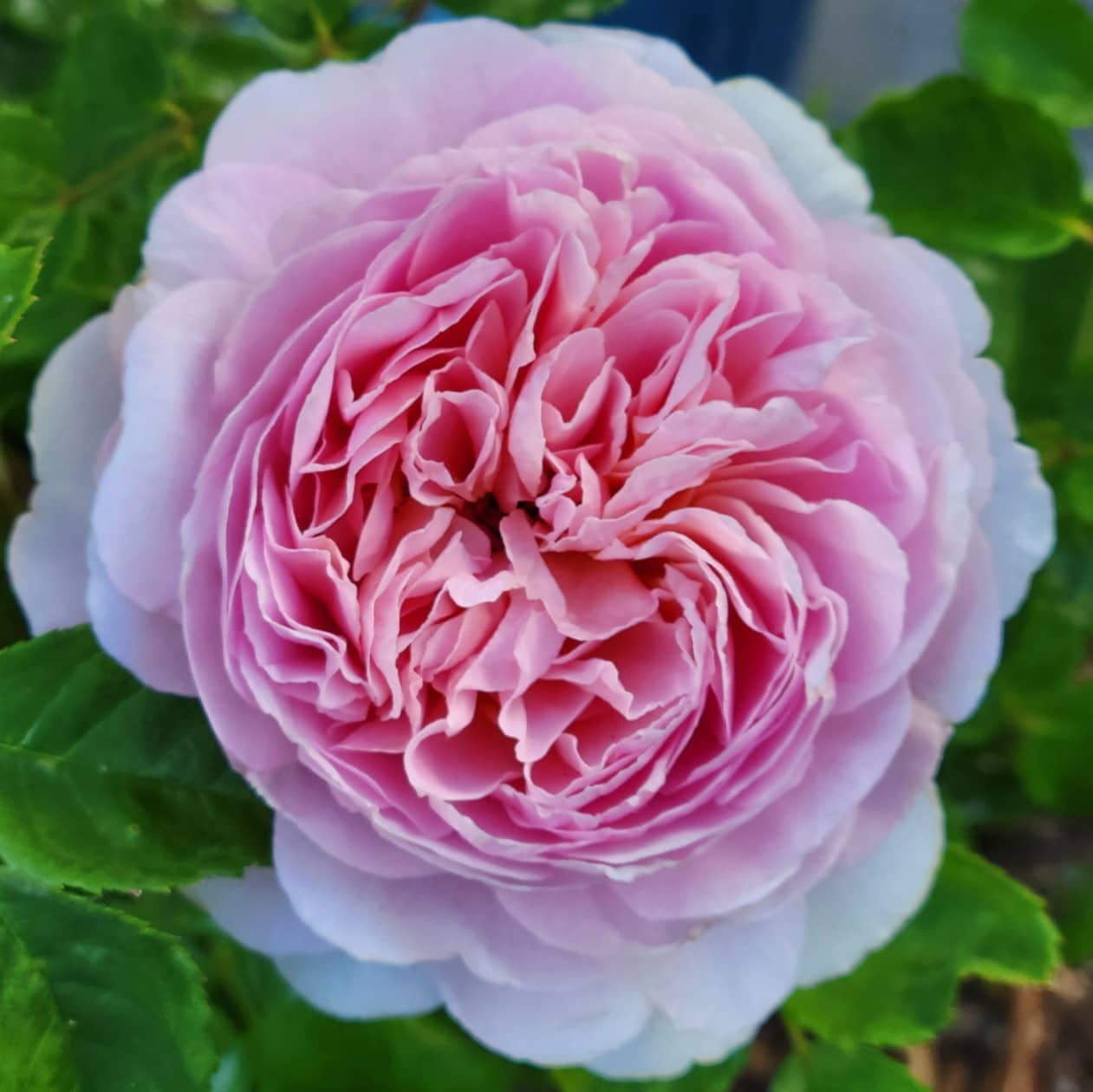 Rosa - Eustacia Vye Rose