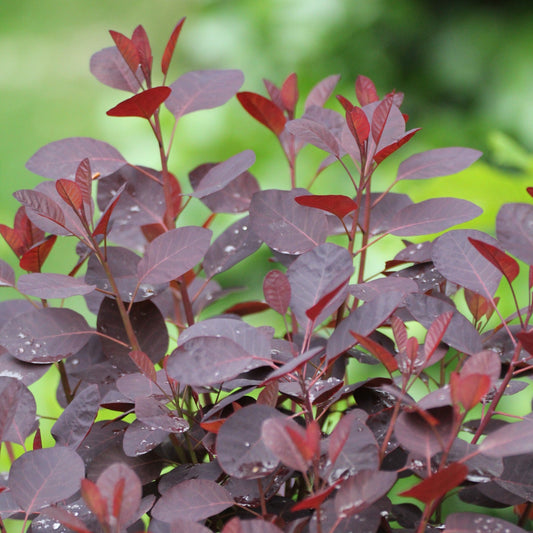 Cotinus coggygria - Velveteeny™ Dwarf Purple Smoke Bush