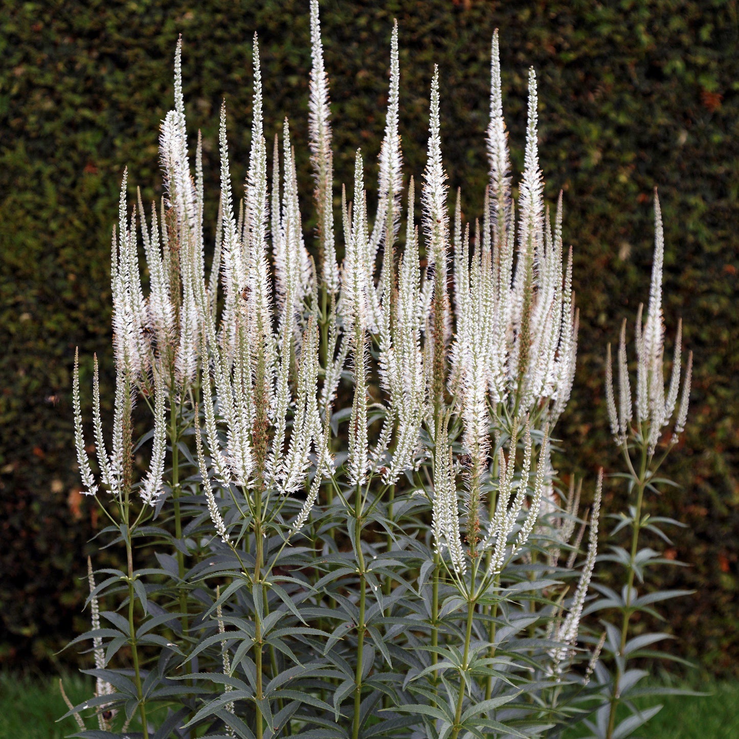 Veronicastrum virginicum - Culver's Root