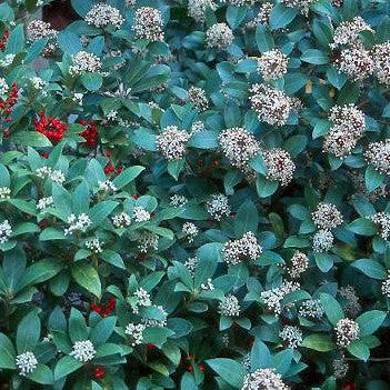Skimmia japonica - Japanese Skimmia