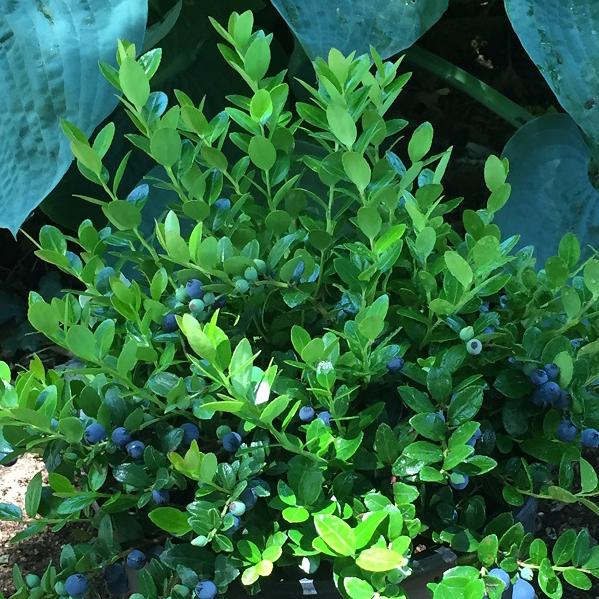 Gaylussacia brachycera - Berried Treasure Huckleberry