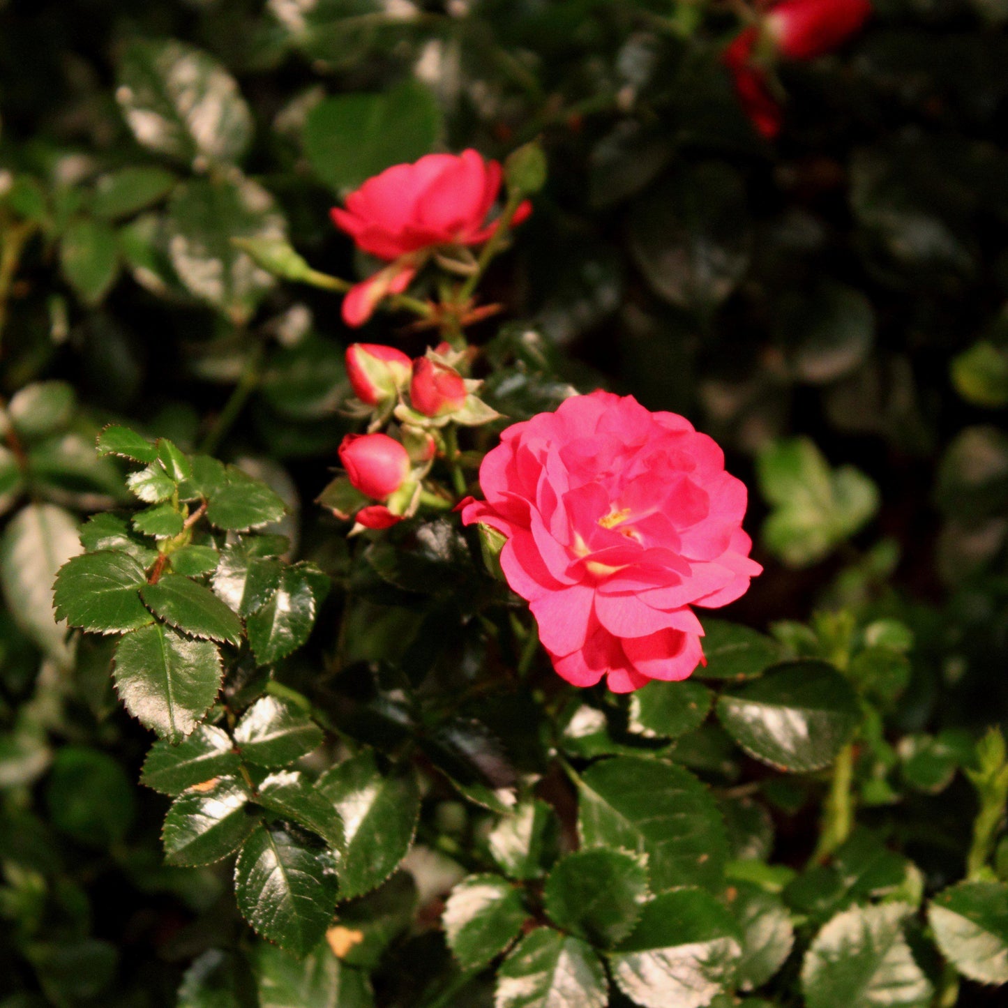 Rosa x - Flower Carpet® Scarlet Rose