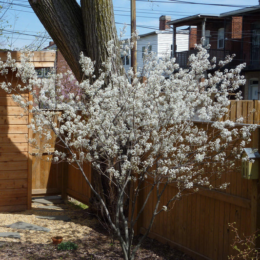 Amelanchier x grandiflora - Autumn Brilliance Apple Serviceberry