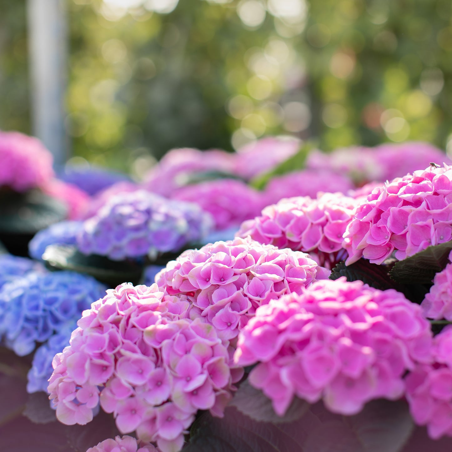 Hydrangea macrophylla - Magical® Elizabeth Ashley Hydrangea