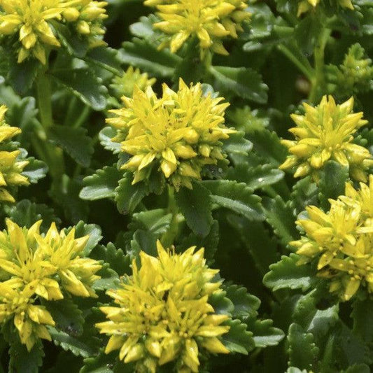 Sedum kamtschaticum - Little Miss Sunshine Stonecrop
