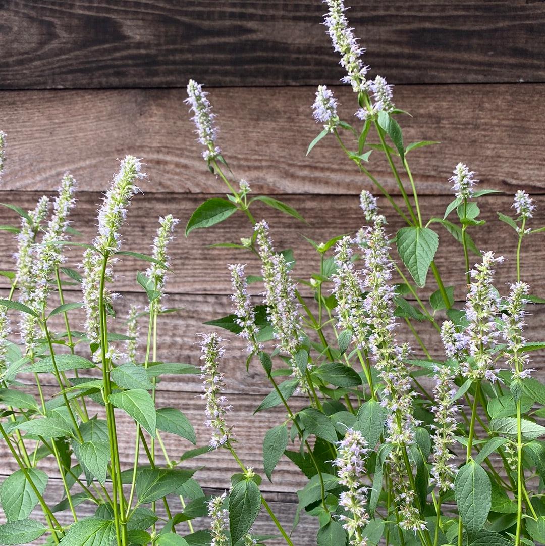 Agastache foeniculum - Blue Fortune Giant Hyssop