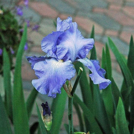 Iris germanica - Victoria Falls Bearded Iris