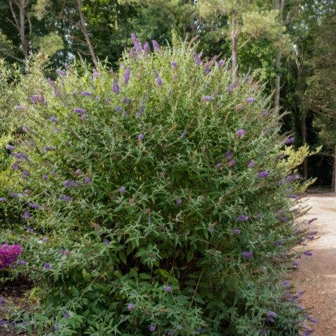 Buddleia davidii - First Editions® Psychedelic Sky™ Butterfly Bush