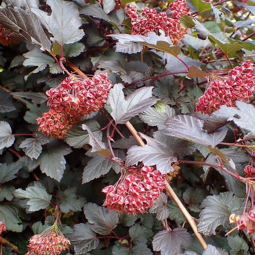 Physocarpus opulifolius - Diablo® Ninebark