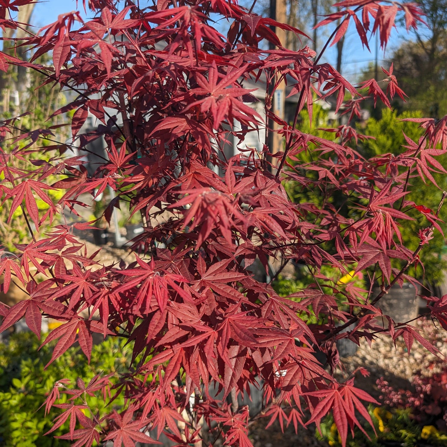 Acer palmatum - Japanese Maple 'Bloodgood'