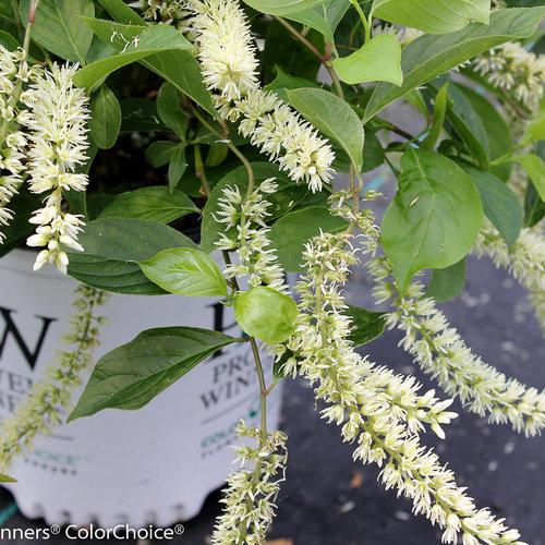Itea virginica 'Sprich' - Little Henry® Sweetspire