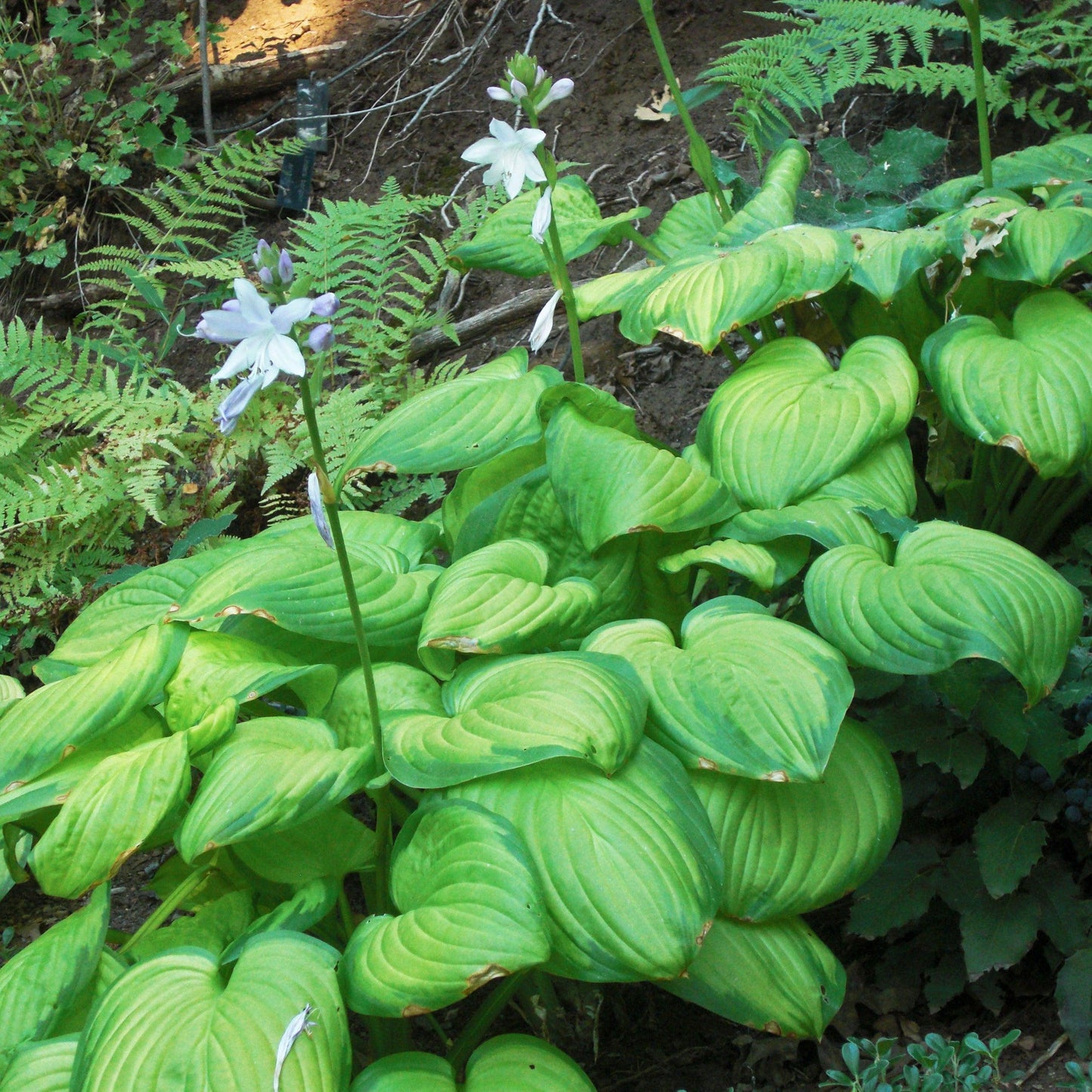 Hosta - Stained Glass Hosta