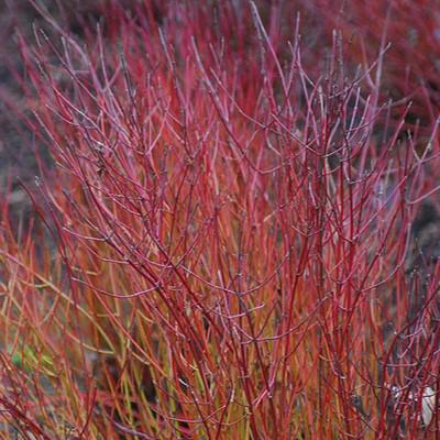 Cornus sericea - Kelseyi Red Twig Dogwood